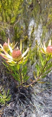 Leucadendron