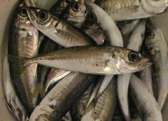 Trachurus trachurus