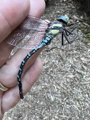 Aeshna persephone