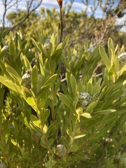 Leucadendron meridianum