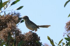 Prinia maculosa maculosa
