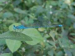 Pseudagrion decorum
