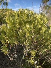 Leucadendron meridianum