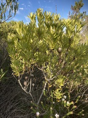 Leucadendron meridianum