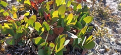 Eucalyptus coccifera