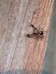 Harmochirus brachiatus