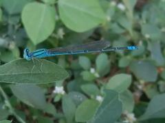 Pseudagrion decorum