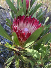 Protea obtusifolia