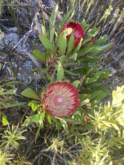 Protea obtusifolia