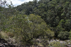 Leptospermum amboinense