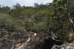 Leptospermum amboinense