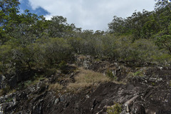 Leptospermum amboinense