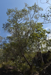 Leptospermum amboinense