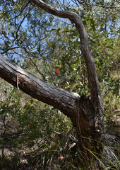 Leptospermum amboinense
