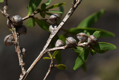 Leptospermum amboinense