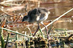 Porphyrio madagascariensis