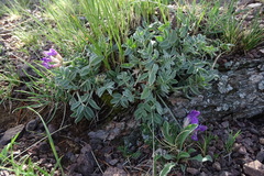 Oxytropis nitens