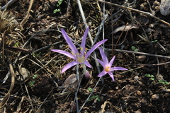 Colchicum stevenii