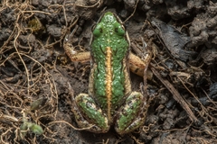Cacosternum boettgeri