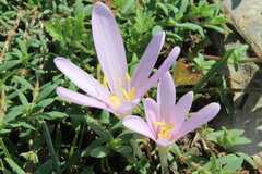 Colchicum stevenii