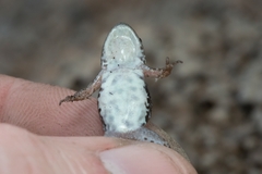 Cacosternum boettgeri