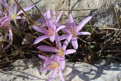 Colchicum stevenii
