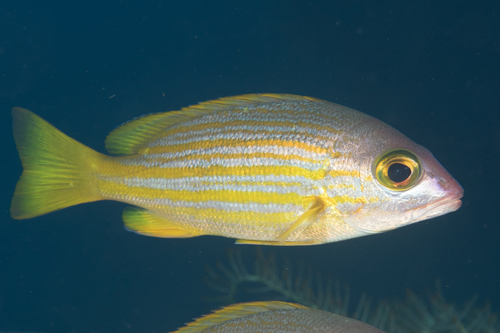Yellowlined Snapper — seen at this dive site