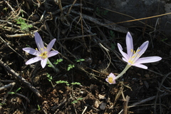 Colchicum stevenii