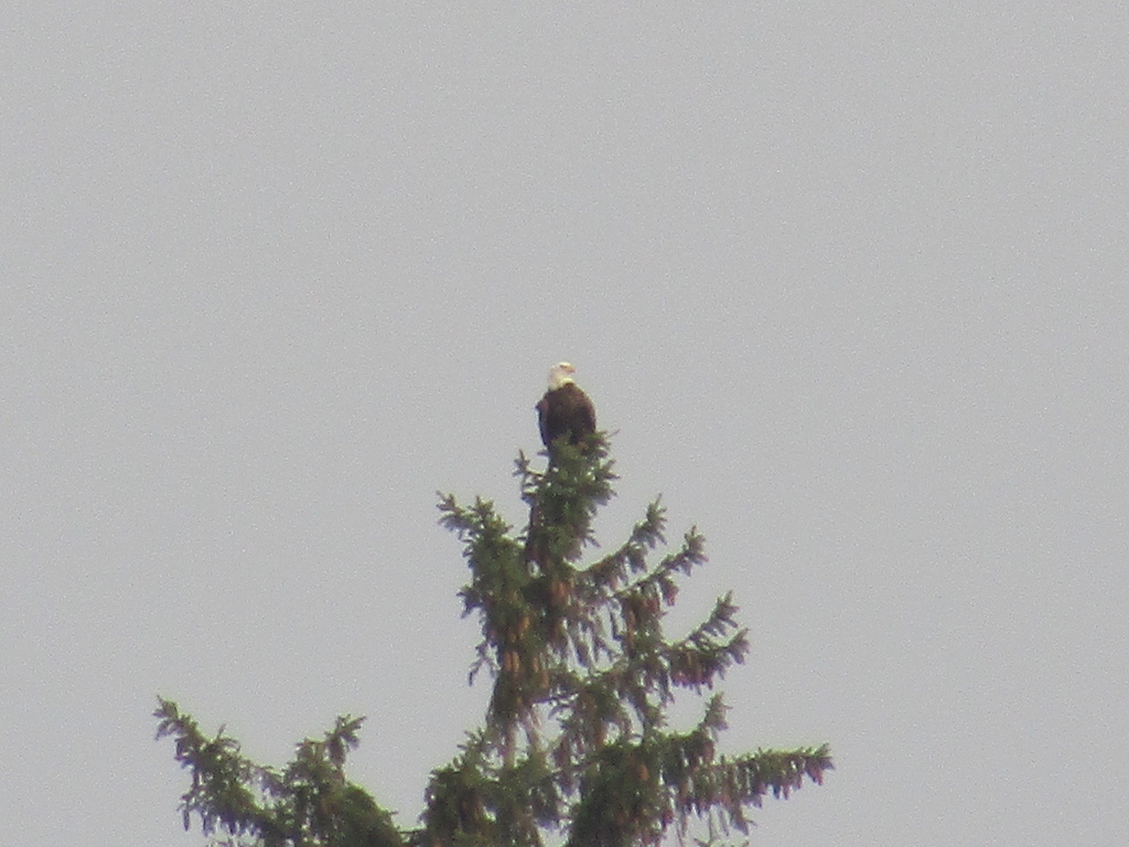 Bald Eagle from Broadway St, Wakefield, MA, US on November 6, 2022 at