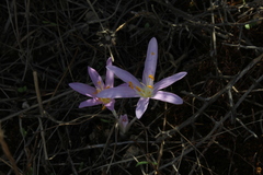 Colchicum stevenii