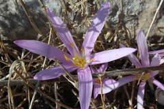 Colchicum stevenii