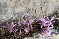 Colchicum stevenii