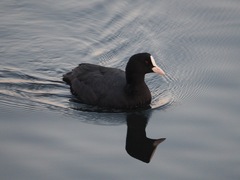 Fulica atra