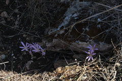 Colchicum stevenii