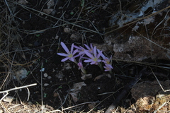 Colchicum stevenii