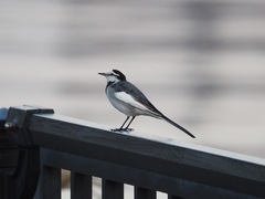Motacilla alba lugens