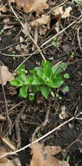 Viola hirta