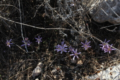 Colchicum stevenii