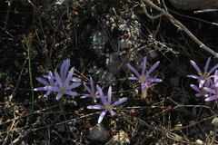 Colchicum stevenii