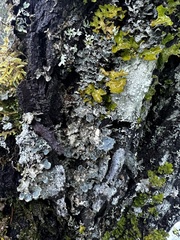 Lobarina scrobiculata