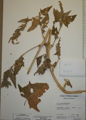 Atriplex hortensis