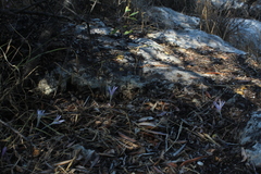 Colchicum stevenii