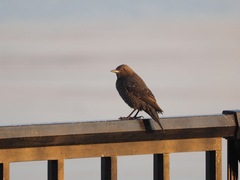 Monticola solitarius