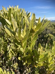 Leucadendron meridianum