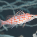 Longnose Hawkfish - Photo (c) Mark Rosenstein, some rights reserved (CC BY-NC-SA), uploaded by Mark Rosenstein