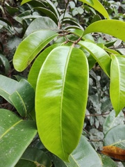 Syzygium
