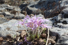 Colchicum stevenii