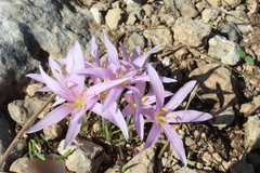 Colchicum stevenii