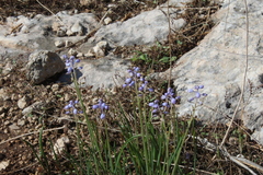 Muscari parviflorum