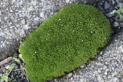 Dicranum montanum